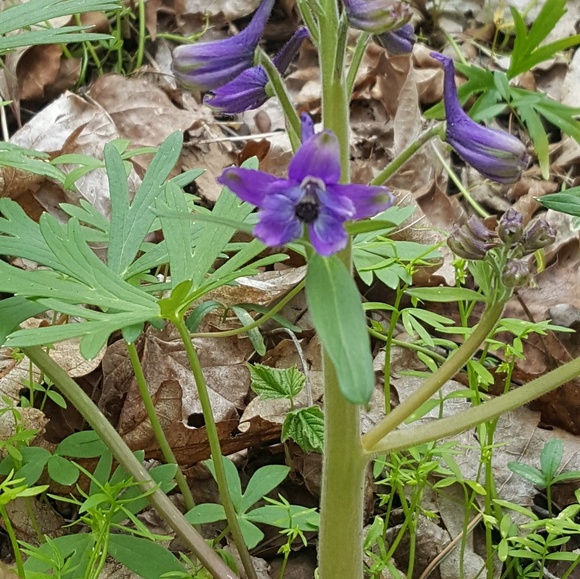 Meet your Posher, Kristy - Picture 1 of 1